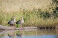 Two Egyptian geese sitting on a branch. Royalty Free Stock Photo