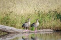 Two Egyptian geese sitting on a branch. Royalty Free Stock Photo