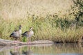 Two Egyptian geese sitting on a branch. Royalty Free Stock Photo