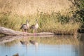 Two Egyptian geese standing in front of the water. Royalty Free Stock Photo