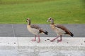 Two Egyptian geese are standing on a marble edge of a fountain in a park. Royalty Free Stock Photo