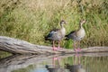 Two Egyptian geese standing on a piece of wood. Royalty Free Stock Photo