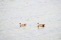 Two Egyptian geese swimming in Lake Victoria Royalty Free Stock Photo