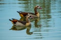 Two egyptian geese on lake in spring Royalty Free Stock Photo