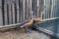 Two Egyptian Goose ducks Alopochen aegyptiacus who play in a cage