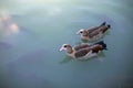 Two Egyptian goose in a pond with fish in the park. Royalty Free Stock Photo