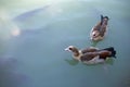 Two Egyptian goose in a pond with fish in the park. Royalty Free Stock Photo