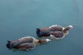 Two Egyptian goose in a pond with fish in the park. Royalty Free Stock Photo