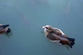 Two Egyptian goose in a pond with fish in the park. Royalty Free Stock Photo