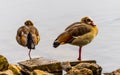 Two egyptian gooses standing on stones at lake