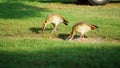 Two Egyptian gooses walking and eating grass.