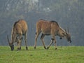 Two Eland Antelope eating grass Royalty Free Stock Photo