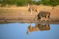 Two Eland antelopes,Taurotragus oryx, on the rim of waterhole, reflecting itself in blue water surface. Largest and heaviest Royalty Free Stock Photo