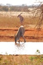 Two eland antelopes at a water hole. Royalty Free Stock Photo