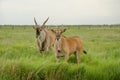 Two eland on green field look at camera Royalty Free Stock Photo