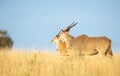 Two Eland (Taurotragus oryx) Royalty Free Stock Photo