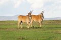 Two Elands on the Kenyan Savanna Royalty Free Stock Photo