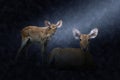 Two Eld's Deer - Brown antlered Deer in the rains