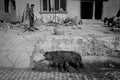 Two elderly people carry the branches on their backs with cows, buffalo and ham walking on the street