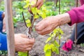 Two elderly retired mans caring for young vine, outdoors in his garden