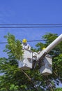 Two electricians in bucket crane truck cutting high tree branches for safety of electrical transmission system against blue sky Royalty Free Stock Photo