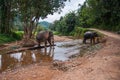 Two elefants standing in river in the rain forest of Khao Sok sanctuary, Thailand