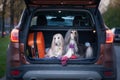 Two elegant Afghan hounds in the car