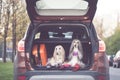 Two elegant Afghan hounds in the car,