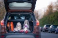 Two elegant Afghan hounds in the car, the concept of travel with animals