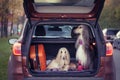 Two elegant Afghan hounds in the car,