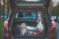 Two elegant Afghan hounds in the car, the concept of travel with animals