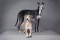 Two greyhounds studio portrait Royalty Free Stock Photo
