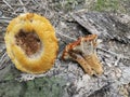 Two Elegant Polypore fungus on the ground Royalty Free Stock Photo