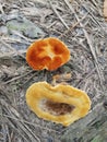 Two Elegant Polypore fungus on the ground Royalty Free Stock Photo