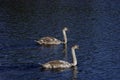 Two elegant wild swans