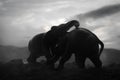 Two elephant bulls interact and communicate while play fighting. Royalty Free Stock Photo