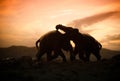 Two elephant bulls interact and communicate while play fighting. Royalty Free Stock Photo