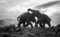 Two elephant bulls interact and communicate while play fighting. Royalty Free Stock Photo