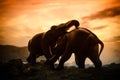 Two elephant bulls interact and communicate while play fighting. Royalty Free Stock Photo