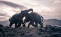 Two elephant bulls interact and communicate while play fighting. Royalty Free Stock Photo