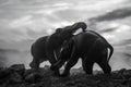 Two elephant bulls interact and communicate while play fighting. Royalty Free Stock Photo