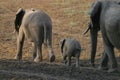 Two Elephant Cows with Young