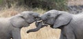 Two elephant greet affectionate with curling touching trunks