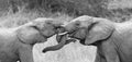 Two elephant greet affectionate with curling and touching trunks