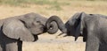 Two elephant greeting at a waterhole to renew relationship