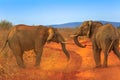 Two Elephant on Kalahari Desert Royalty Free Stock Photo
