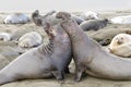 Two male elephant seals competing for females Royalty Free Stock Photo
