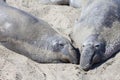 Two elephant seals at the californian coast