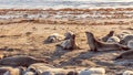 Two Elephant seals fighting and howling at each other at Elephant Seal Vista Point, San Simeon Royalty Free Stock Photo