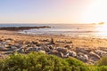 Two Elephant seals fighting and howling at each other at Elephant Seal Vista Point, San Simeon Royalty Free Stock Photo